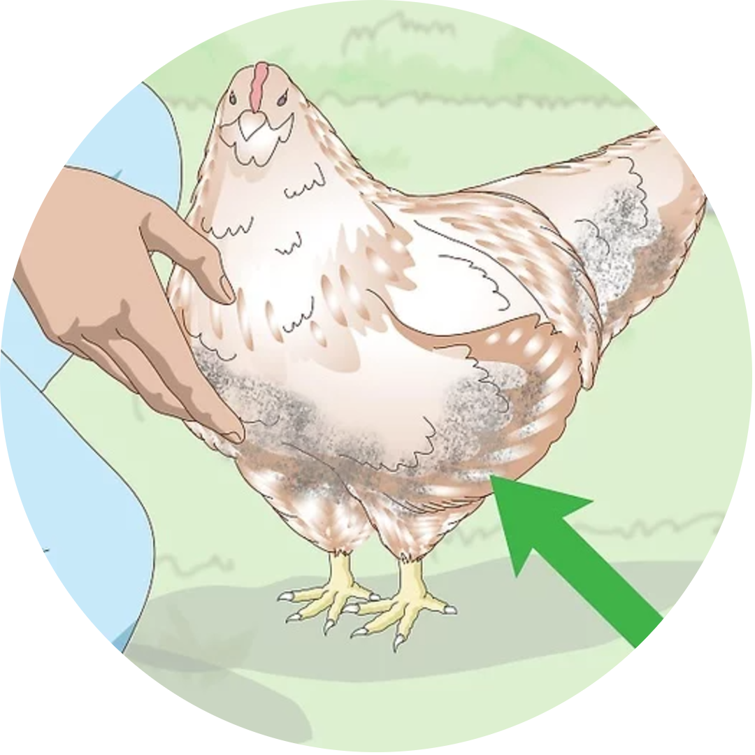 ayam kotor